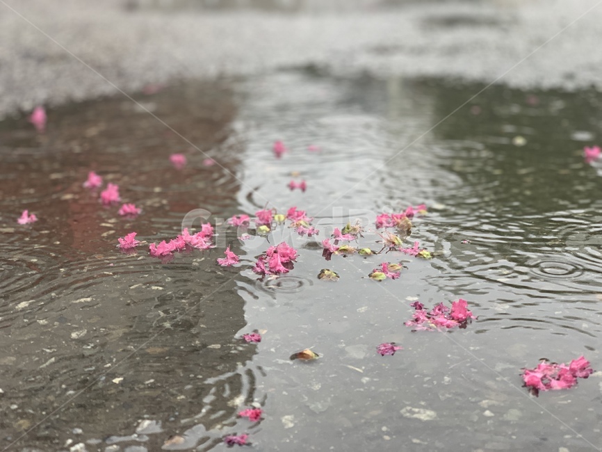 puddle,흐리게하다,flower,꽃,꽃잎,비,비,비오는날,rain,rainy