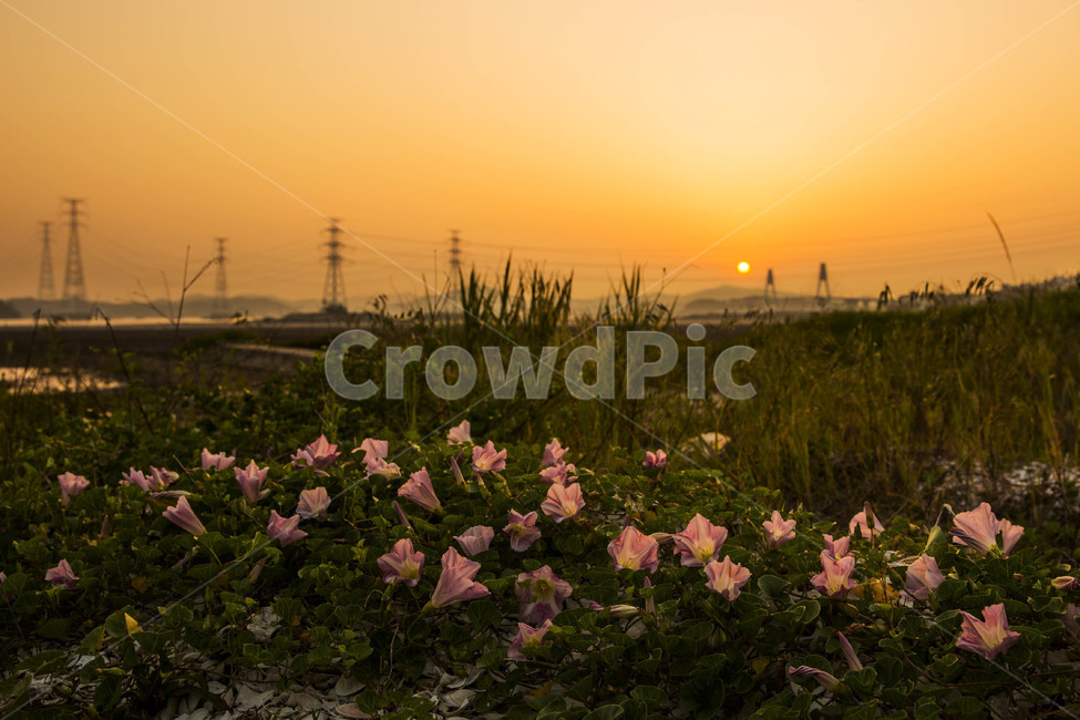 일몰,갯메꽃,야생화,영흥도,영흥도야생화,자연,풍경,nature,landscape,식물,plants,꽃,flower,plant