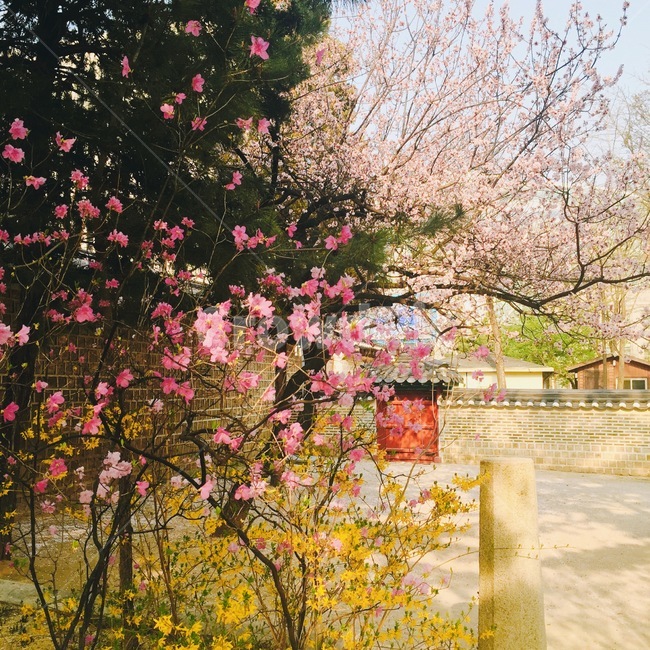 봄,꽃,꽃놀이,덕수궁,봄나들이,spring,flowers,sightseeing,hanabi