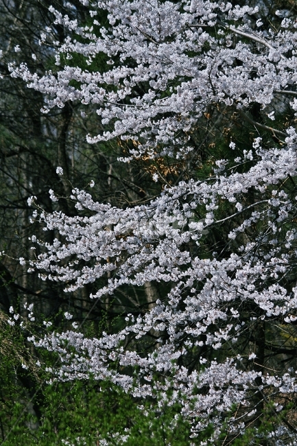 flower,blossom,plant,식물,꽃