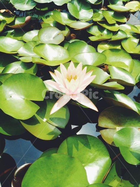 연꽃,꽃,flower,lotus,연못,식물,자연,plants,nature,꽃,flower