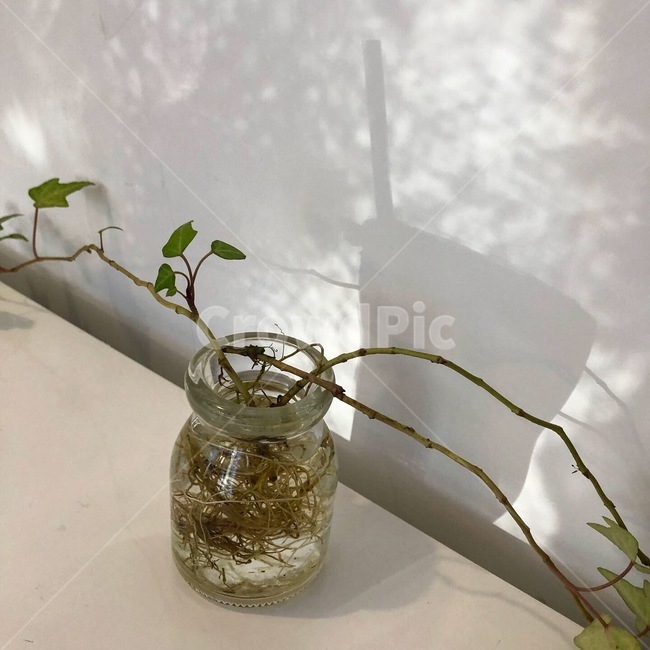 항아리,jar,vase,병장식,blossom,꽃,flowerarrangement,장식,ornament,plant,식물,art,미술,화분,병,ikebana,이케바나,꽃꽂이,실내용화초,화분,화초,house plant