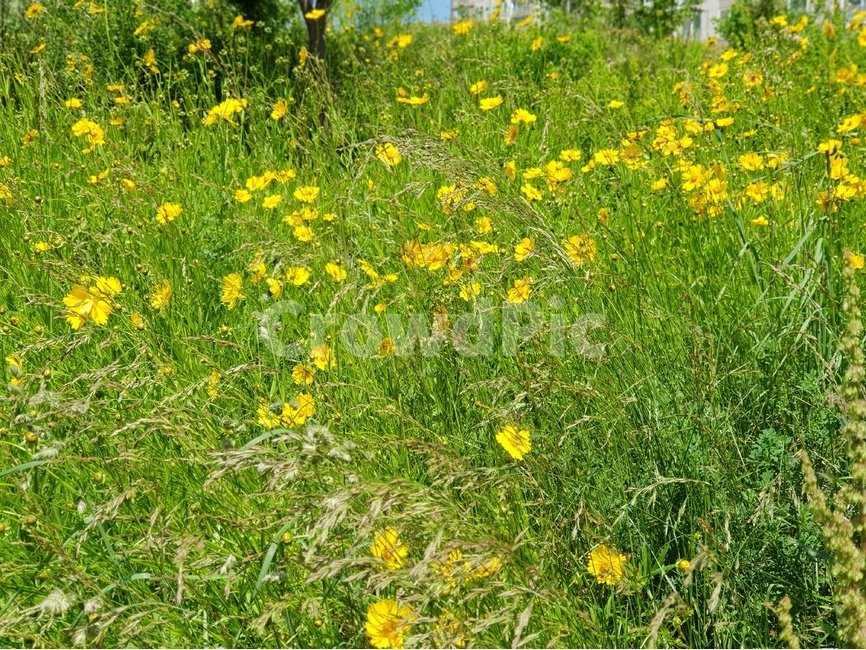 금계국,꽃,노랑,봄,맑음,자연,풍경,5월,봄,계절,spring,season,식물,자연,plants,nature,꽃,flower,outdoors,옥외,grassland,목초지,field,들,plant,farm,농장,rural,농촌,meadow