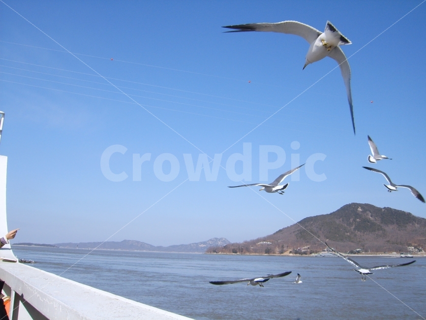 새우깡,먹이,여객선,Shrimpcan,food,Ferry,동물,animal,자연,풍경,nature,landscape,조류,새,birds,flying,나는,bird