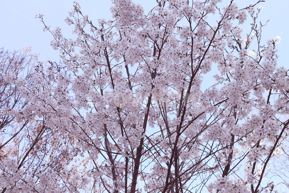 벚꽃,나무,식물,꽃,벚꽃나무,봄,식물,자연,plants,nature,꽃,flower