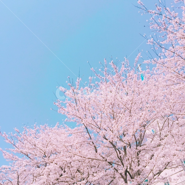 벚꽃,봄,분홍색,하늘,꽃,나무,하늘색,봄,계절,spring,season,식물,자연,plants,nature,나무,trees,wood,색깔,색상,색채,색감,color sense,color sensitivity,feeling of color,plant,flower,blossom