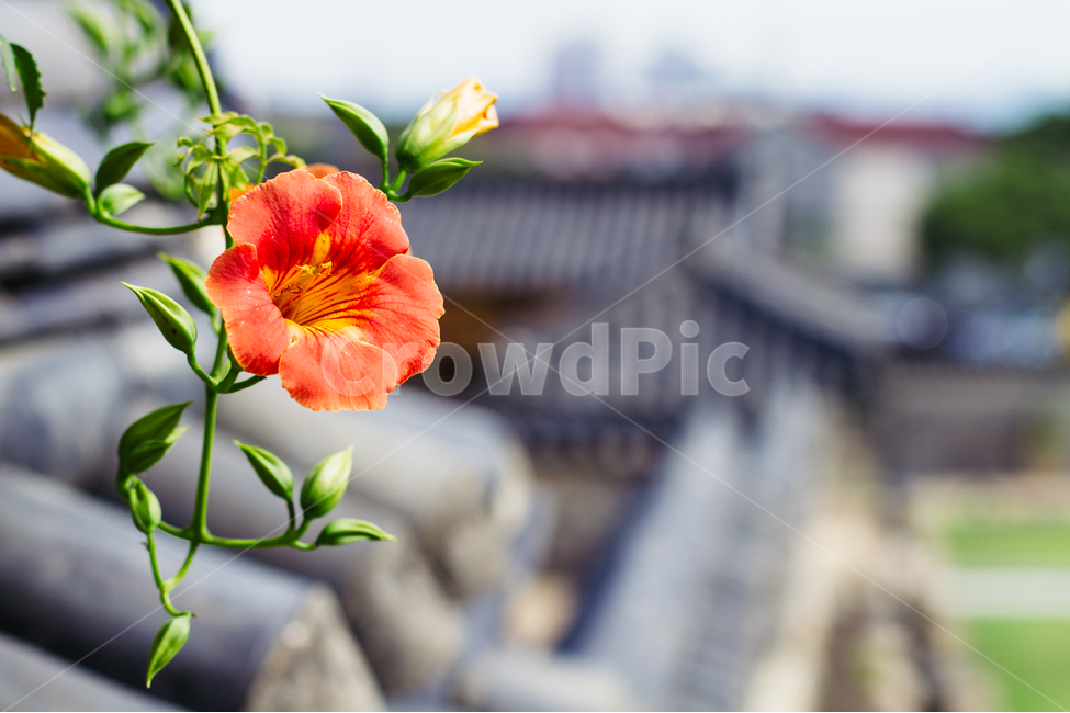 능소화,꽃,식물,기와,풍경,한국전통,한국문화,korean traditional,korean culture,식물,자연,plants,nature,꽃,flower,건축물,건물외관,exterior,building,structure,architecture,construction