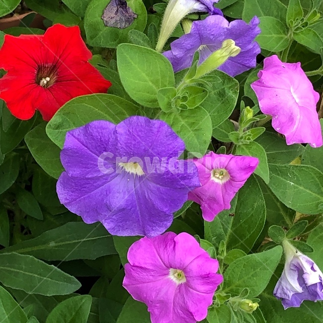 flower,plant,식물,꽃,화분,마당,공원,식물,자연,plants,nature,꽃,flower