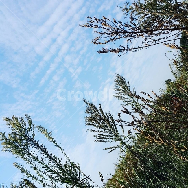 힐링,여름,하늘,구름,노을,배경,일상,자연,감성,감성사진,휴식,풀밭,색감,sky,풍경,느낌,분위기,충남,배경화면