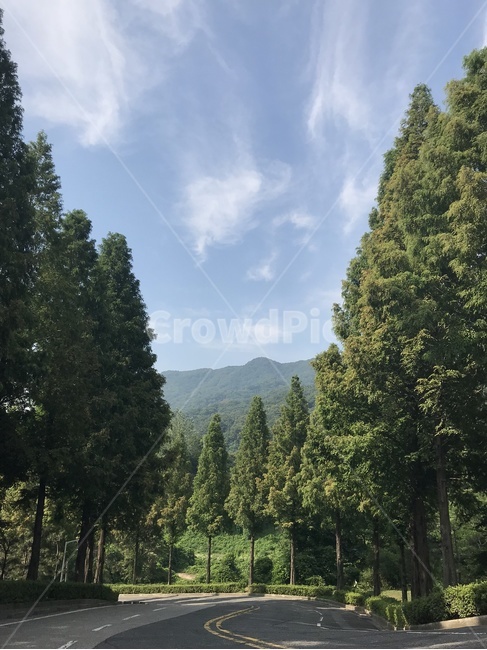 나무,하늘,숲,도로,길,초록,하늘색,구름,산
