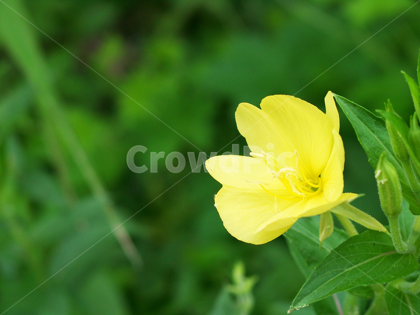 달맞이꽃,꽃,야생화,야생식물,약용식물,식물,자연,plants,nature,꽃,flower