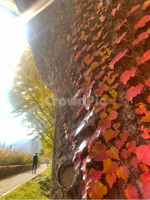 산책,안양,안양천,담쟁이,빛,가을,계절,fall,autumn,season,plant,식물,leaf,잎,tree,나무