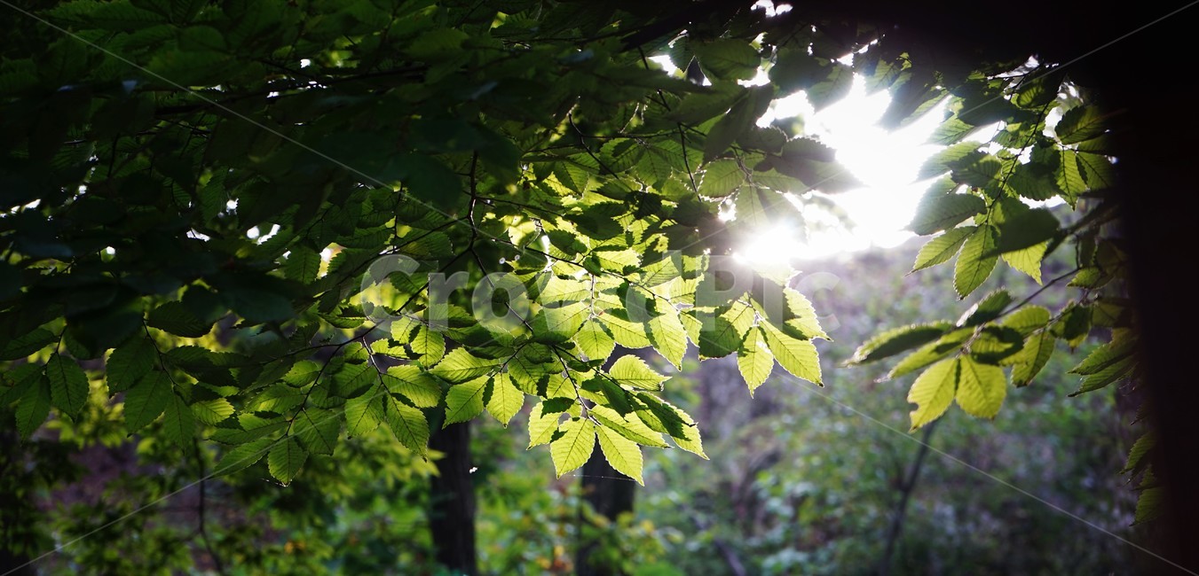 자연,잎,나뭇잎,가지,역광,backlit,background,leaves,nature,햇빛투과,감성