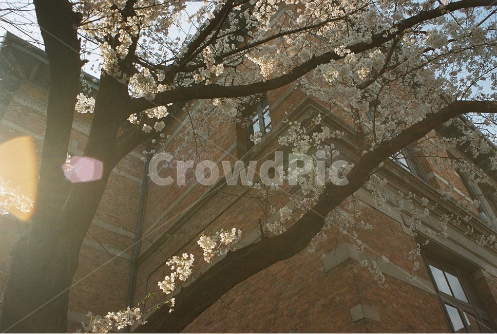 벚꽃,미술관,감성,시립미술관,꽃,필름,아날로그,봄,계절,spring,season,식물,자연,plants,nature,꽃,flower,나무,trees,wood,휴식,힐링,rest,relaxation,healing,건축물,건물외관,exterior,building,structure,architecture,construction,plant,blossom,cherry blossom