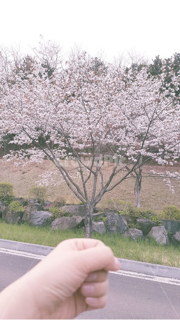 벚꽃,벚꽃다발,봄,꽃,벚꽃나무