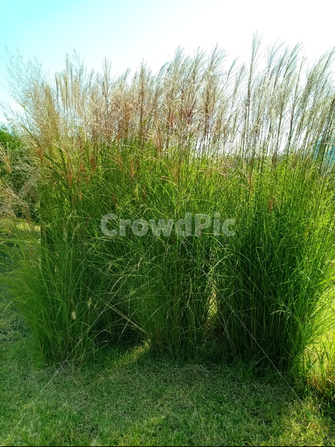 갈대,식물,reed,벼과,여러해살이풀,plant,겸가,노위,문견초,위근,위경,식물,자연,plants,nature