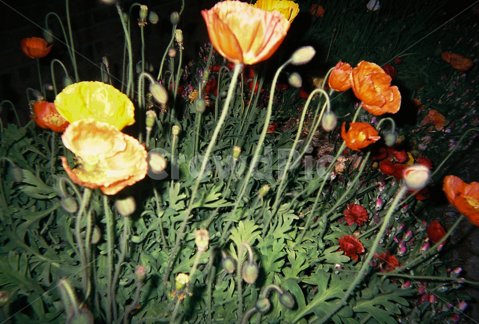 필름카메라,밤,꽃,빛,빈티지,감성,색감,색상,색체,노랑색,주황색,빨강색,초록색,들꽃,자연,따뜻한,자유로운,몽롱한,떠나다