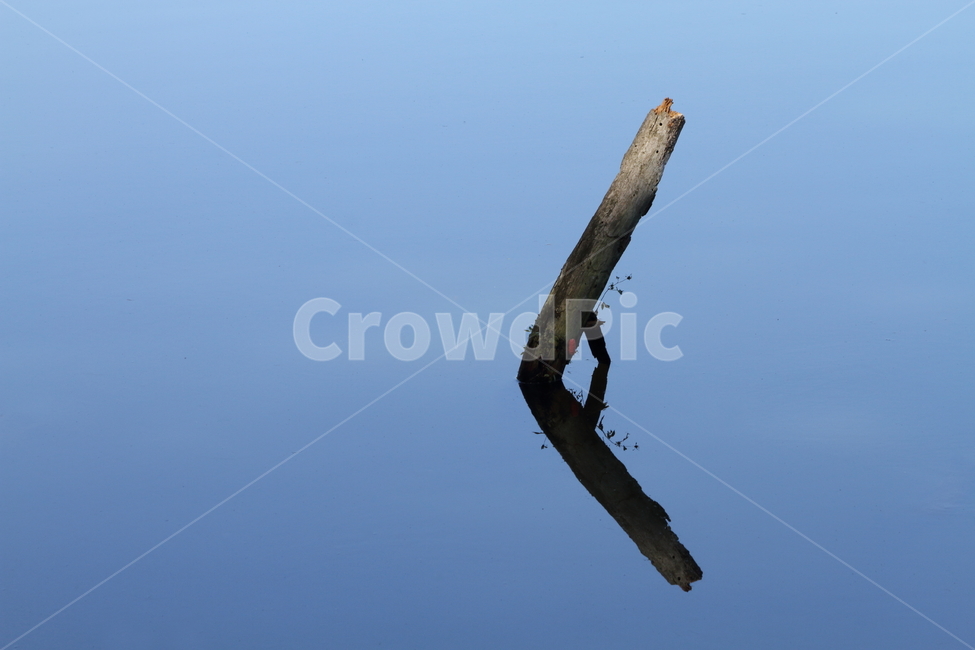 나무,물,반영,그림자,reflection,자연,풍경,nature,landscape