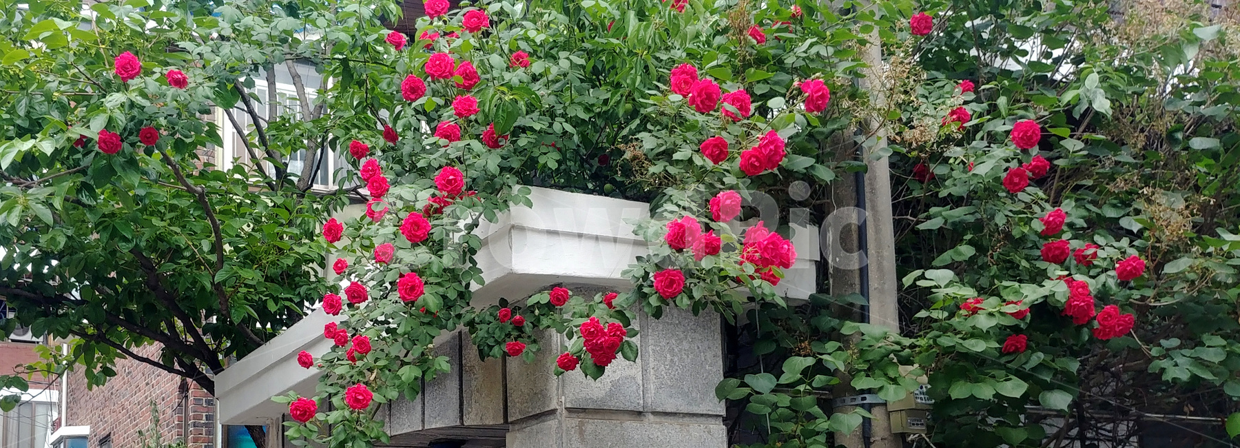 장미,장미꽃,식물,로즈,rose