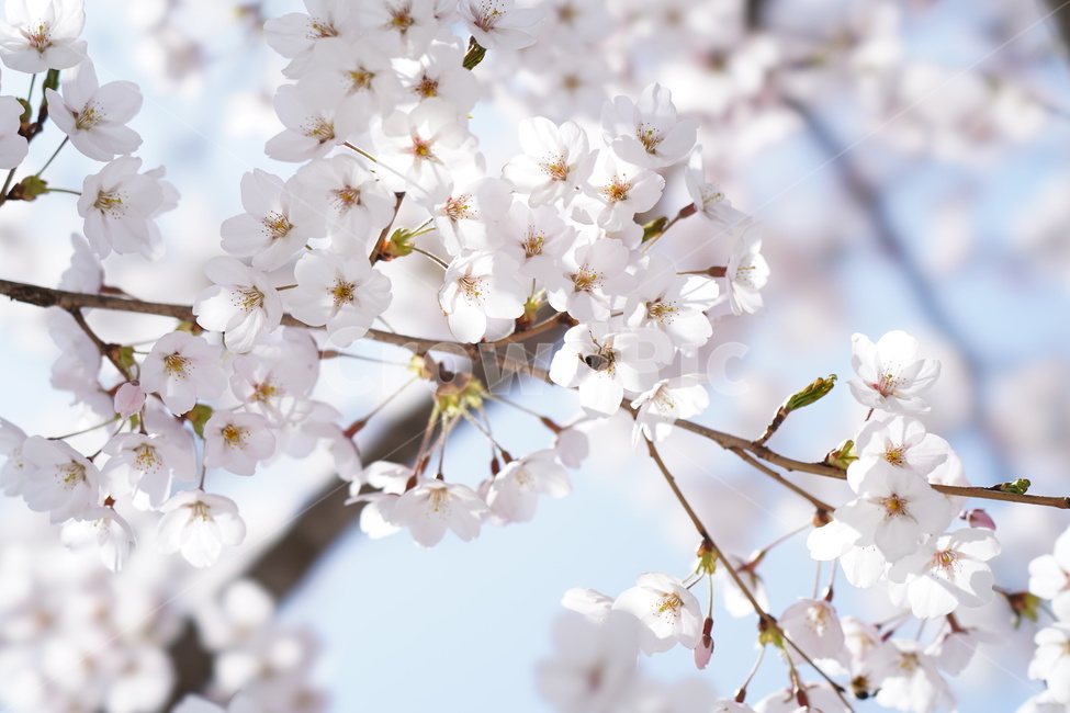 꽃,봄,계절,식물,plent,flower,자연,벚꽃,하얀색