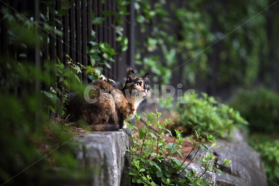 고양이,길고양이,동물,공원,눈빛,시선,초록,식물,자연,plants,nature,동물,animal,포유류,mammal,고양이,cat,kitten,kitty