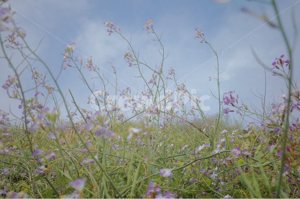 하늘,구름,꽃,식물,줄기,식물,자연,plants,nature,꽃,flower