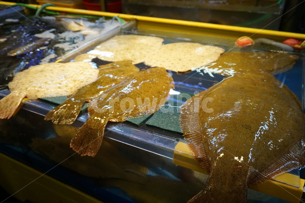광어,어시장,신선함,flatfish,fishmarket,물고기,fish,raw,rawfish,음식,food,fresh,가오리,fishery,eating,전통시장,traditionalmarket,유기농,organic,도매,retail,소매,수산물,해산물,fishery products,seafood