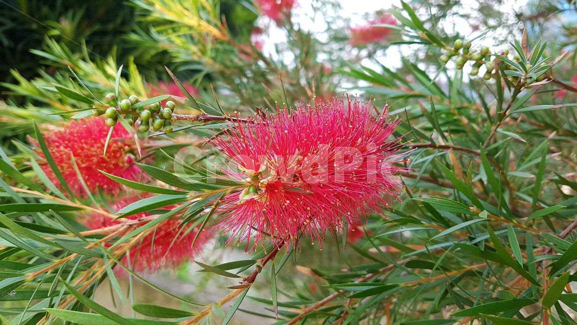 식물,나무,빨강,trees,plant,red,needlelike,뾰족한
