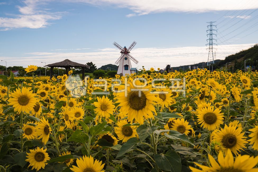 해바라기,해바라기꽃,해바라기꽃밭,해바라기밭,해라바리풍경,plant,식물,flower,꽃,sunflower,식물,자연,plants,nature,꽃,flower