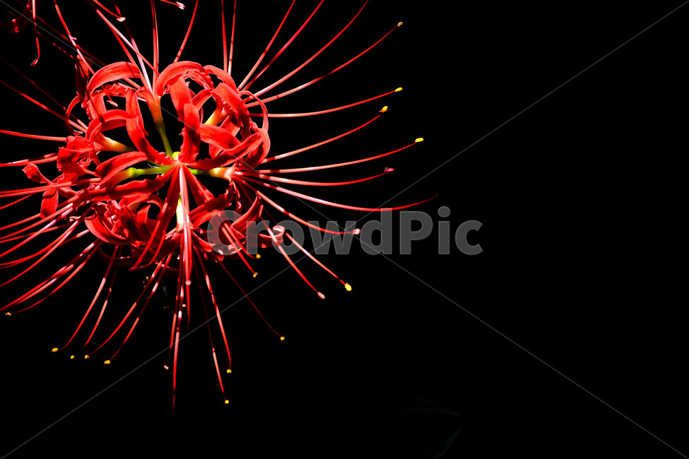 꽃무릇,상사화,꽃,붉은꽃,식물,식물,자연,plants,nature,꽃,flower