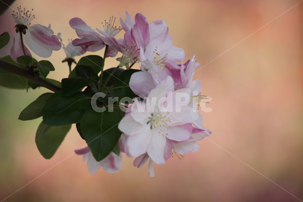 꽃사과나무,서부해당화,꽃아그베나무,봄,crabapple,식물,자연,plants,nature,꽃,flower