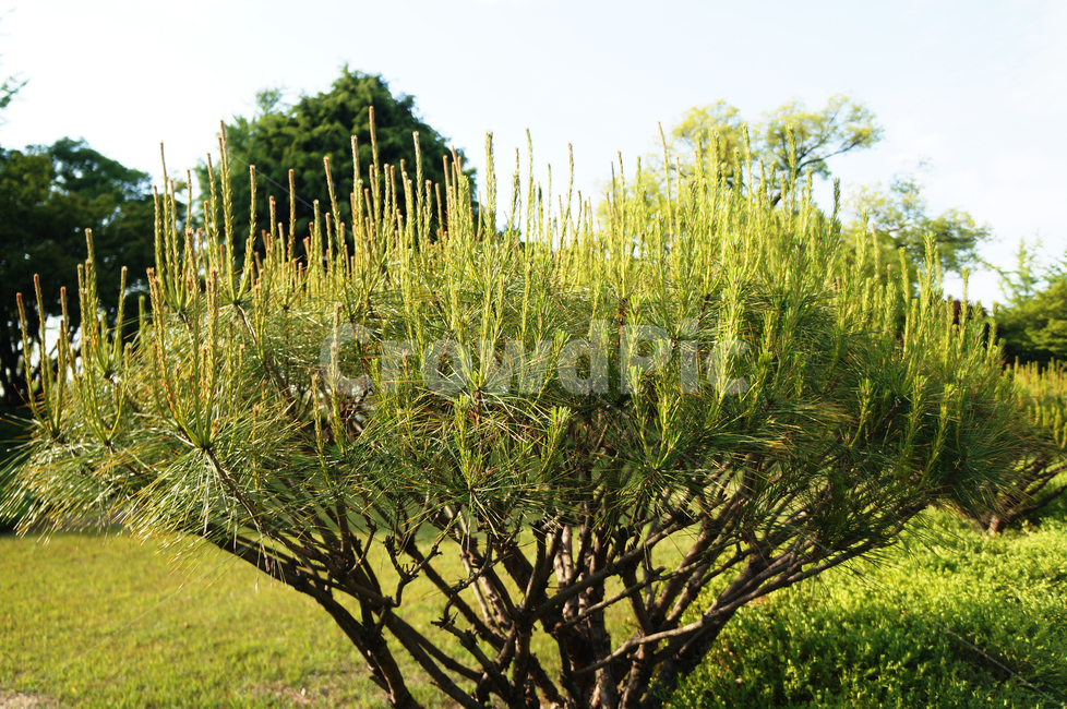 소나무,공원,식물,나무,초록,녹색,plants,park,풍경,자연,여름,식물,자연,plants,nature,나무,trees,wood