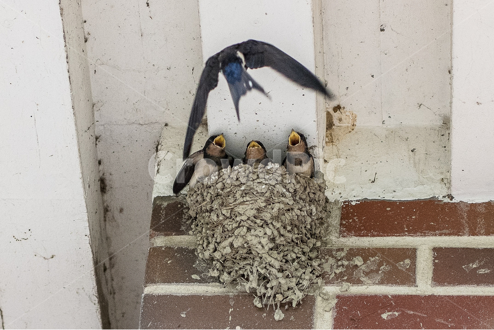 제비,제비집,모이,둥지,처마밑,동물,animal,조류,새,birds