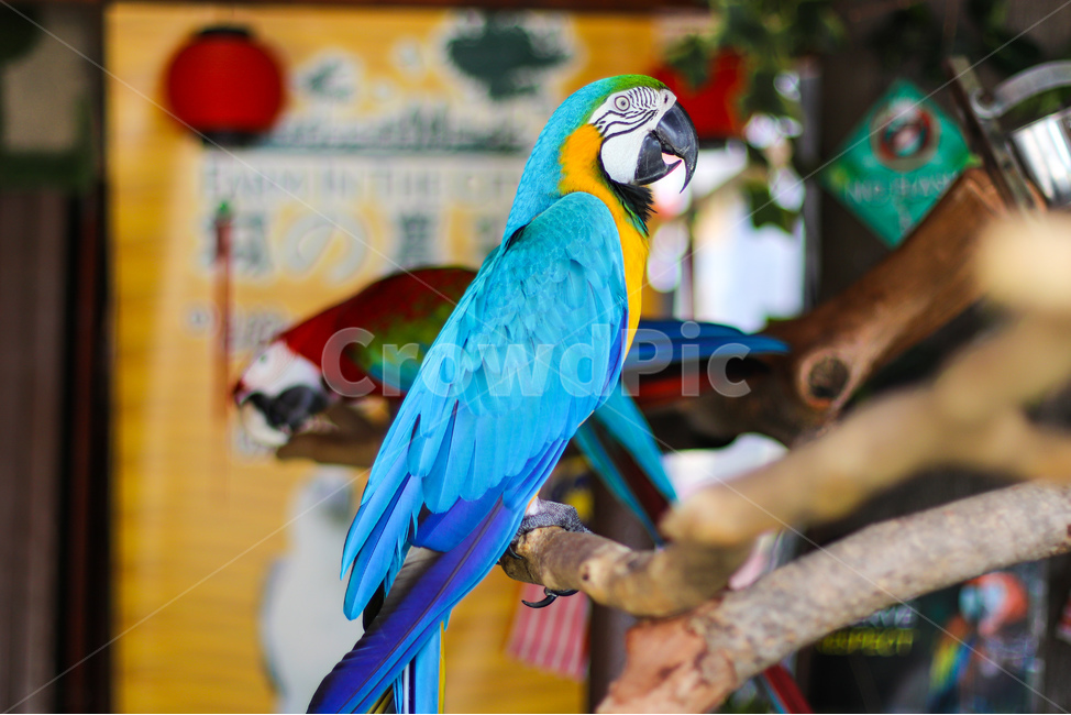 animal,동물,bird,새,앵무새,parrot