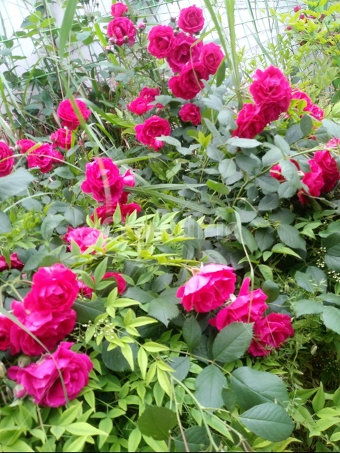 꽃,장미,식물,flower,빨간장미,식물,자연,plants,nature,꽃,flower