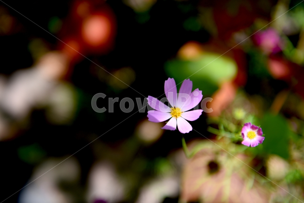 코스모스,가을,꽃,꽃잎,식물,가을,계절,fall,autumn,season,식물,자연,plants,nature,꽃,flower,geranium,제라늄,plant,blossom