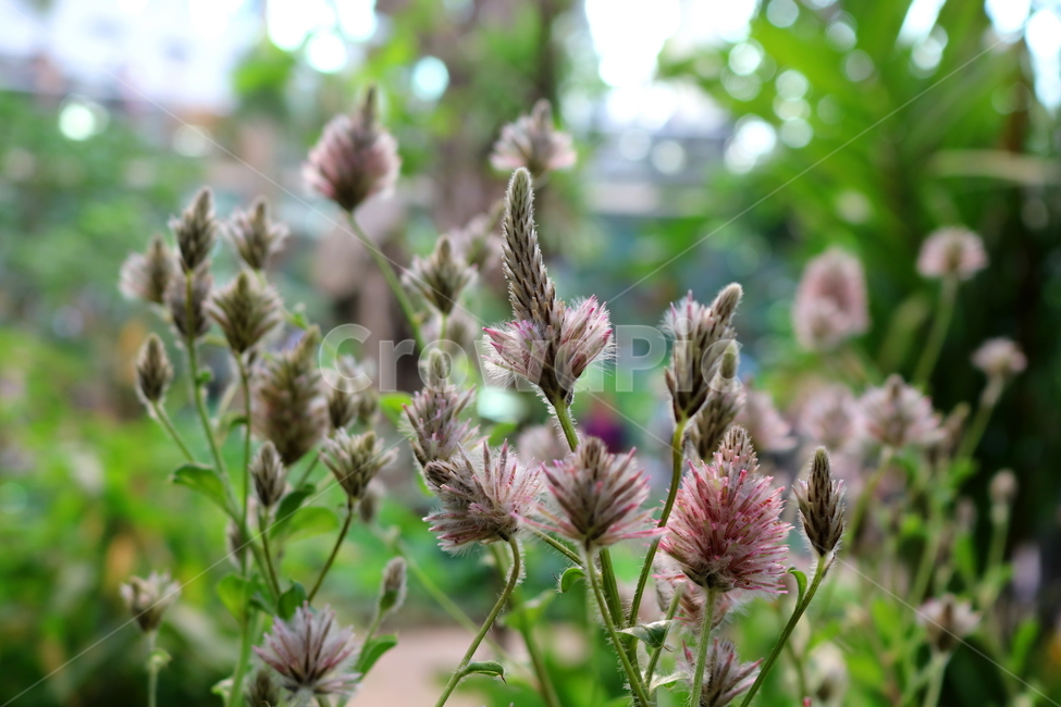 프틸로투스,꽃,프틸로투스꽃,비름과,식물,자연,식물원,식물,자연,plants,nature,꽃,flower