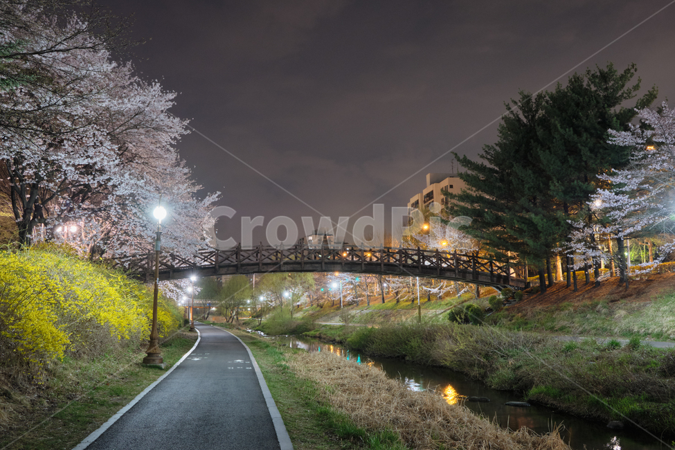 야경,nightview,벚꽃,cherryblossoms,다리,bridge,풍경,landscape,봄,Spring