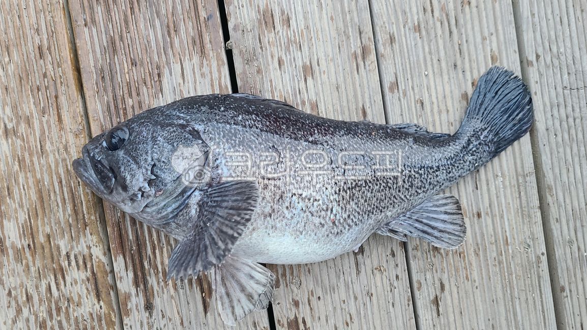 fish,물고기,sealife,해양생물,우럭,겨울어류,우럭산란기