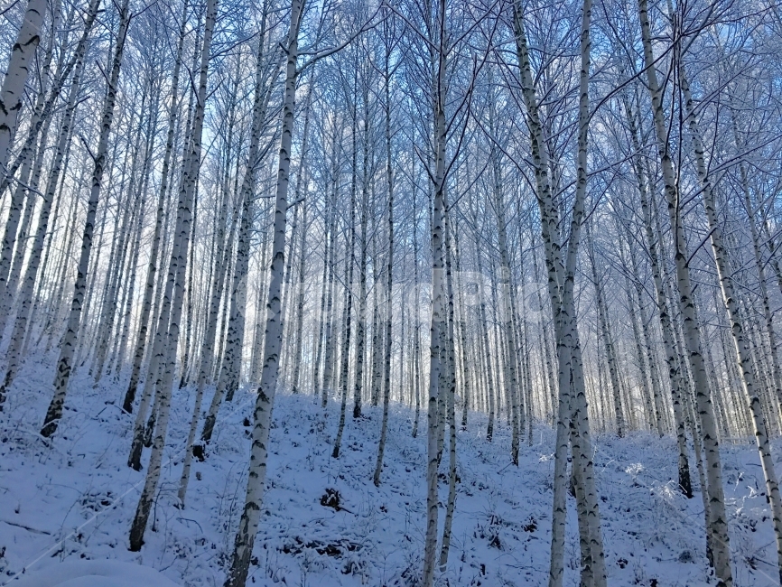 자작나무,눈,아침,햇빛,빛,인제,겨울,계절,winter,season,자연,풍경,nature,landscape,식물,plants,나무,trees,wood,outdoors,옥외,tree,plant,land,땅,forest,숲,vegetation,초목,woodland,삼림지,snow