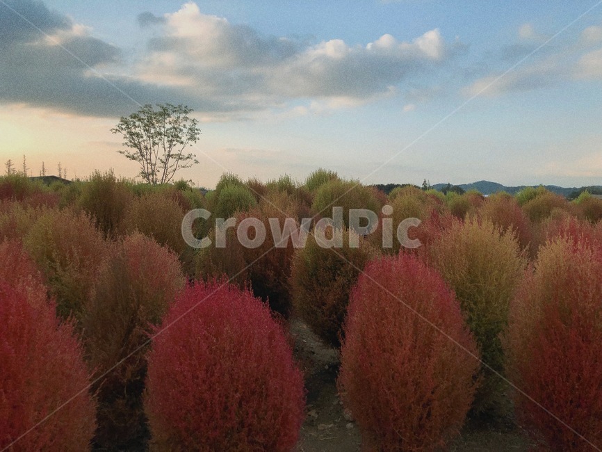 nature,자연,outdoors,옥외,land,가을,계절,fall,autumn,season,땅