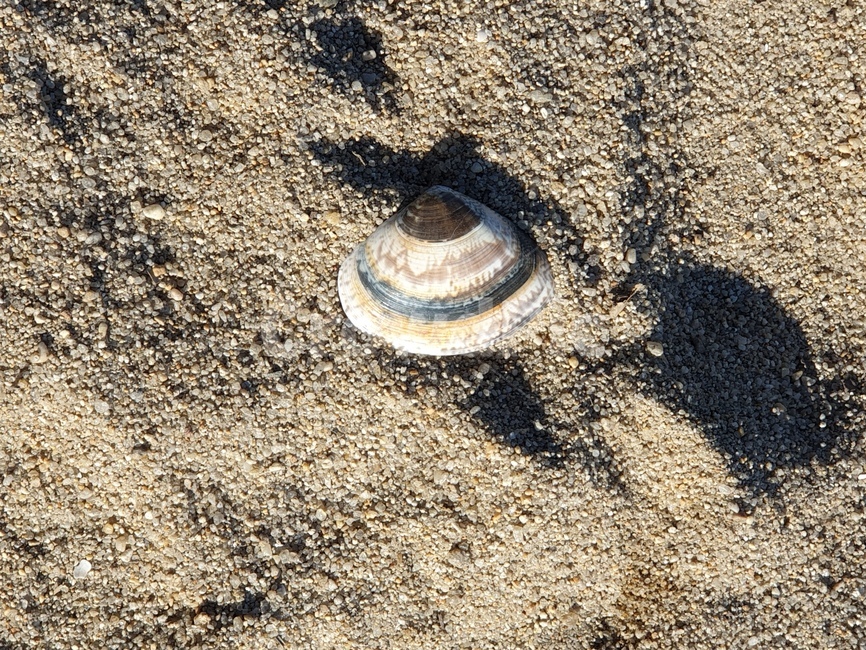 seashell,조개,해양생물,모래,sand,알록달록