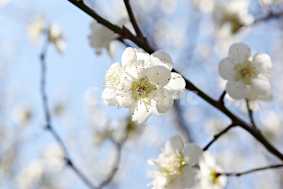 매화꽃,매화,꽃,꽃잎,봄꽃,봄,식물,자연,공원,식물,자연,plants,nature,꽃,flower