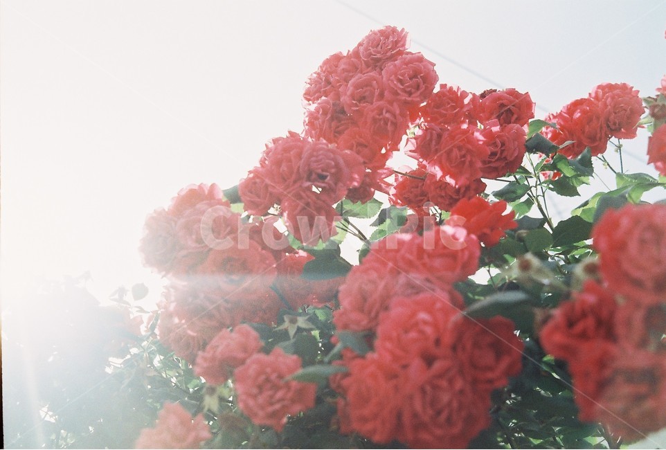 장미,rose,자연물,꽃,들장미,식물,자연,plants,nature,꽃,flower,감성,sensible,feeling