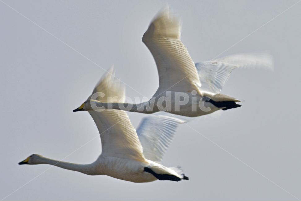 고니,큰고니,겨울철새,철새,물새,조류,오리과,동물,animal,조류,새,birds