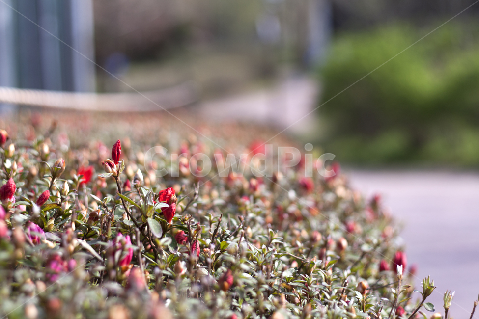 꽃,식물,나무,꽃잎,봄,flower,plant,petal,spring,식물,자연,plants,nature,꽃,flower