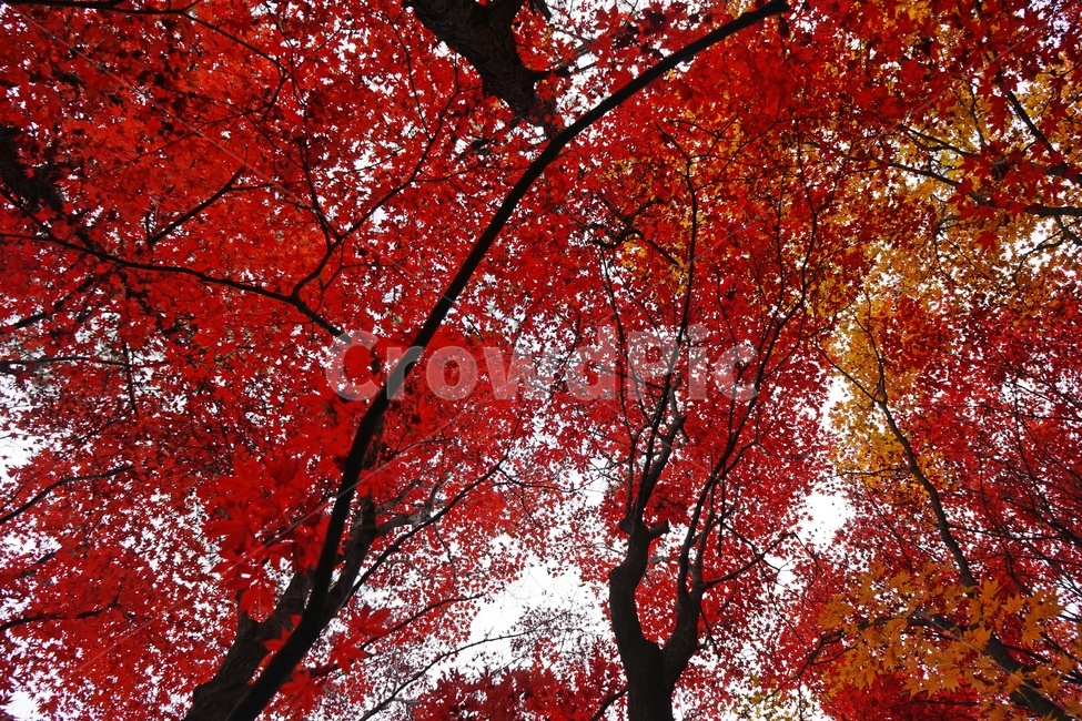 가을,단풍,단풍나무,화려함,가을풍경,autumn,fall,autumnleaves,plant,nature,계절,나무,븕은색,maple,red,season,colorful,느낌,감성,trees,branches,울긋불긋,자연,가을감성,가을느낌,가을배경,풍경,가을,계절,fall,autumn,season,식물,자연,plants,nature,나무,trees,wood,leaf,잎,tree