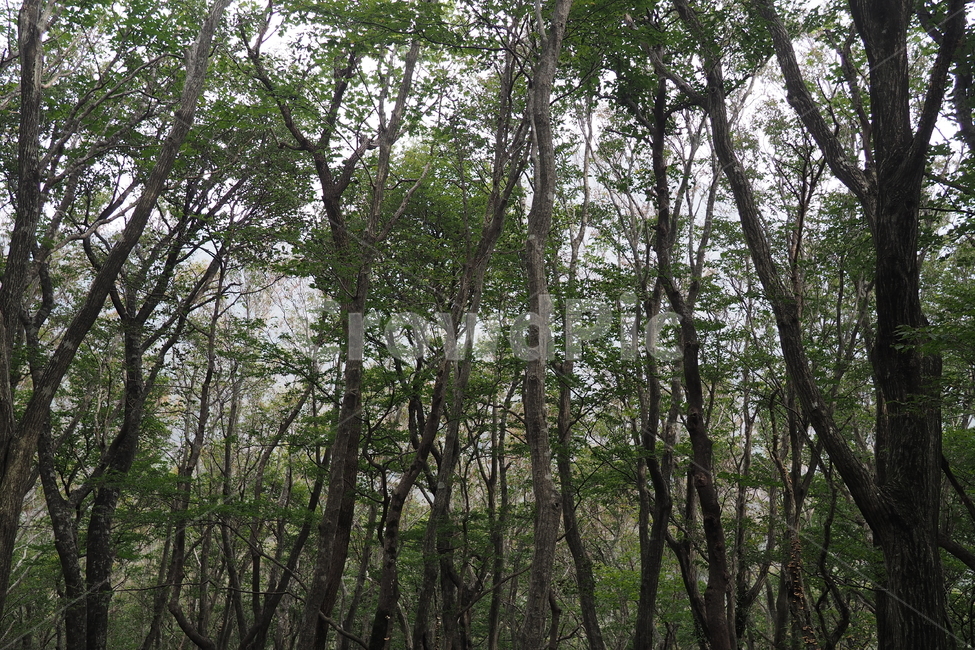 제주,제주도,사려니숲길,나무,햇빛,자연,풍경,jeju,wood,forest,sky,nature,landsacpe,sunshine
