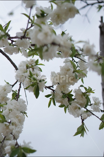 백매화,흰색,봄,하늘,저녁,흐림,봄,계절,spring,season,식물,자연,plants,nature,꽃,flower,plant,blossom