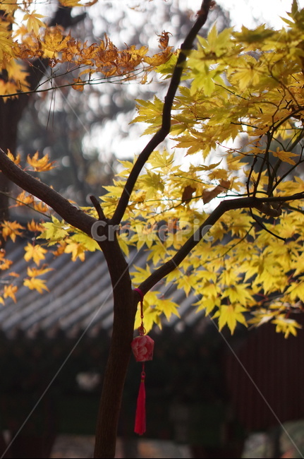 가을,단풍,풍경,빛,빨강,leaf,잎,plant,식물,tree,나무,maple